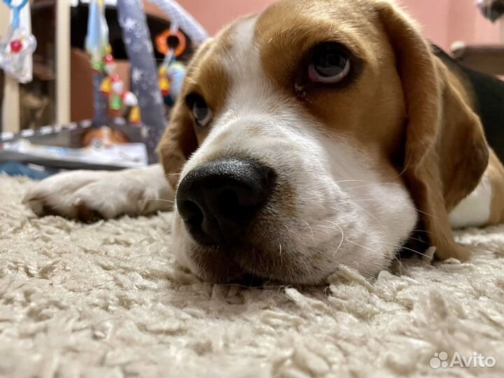 Бигль вязка