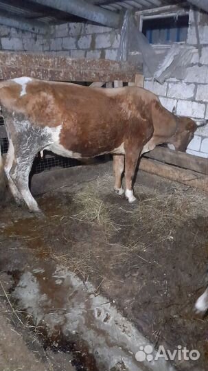 Корова семинтал