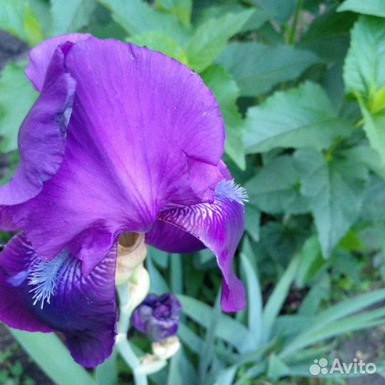 Ирисы бородатые