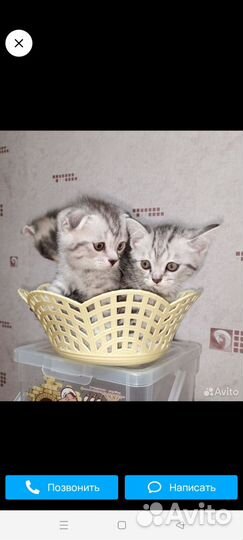 Шотландский вислоухий кот вязка