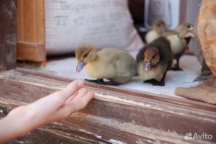 Мускусные утки тяжёлая линия разные окрасы