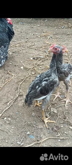 Бойцовая птица