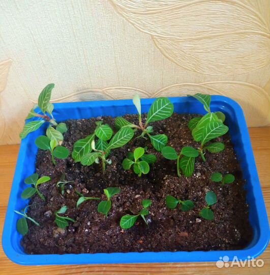 Молочай, хлорофитум