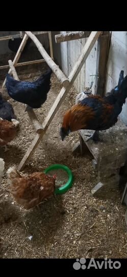 Петухи 6 месяцев