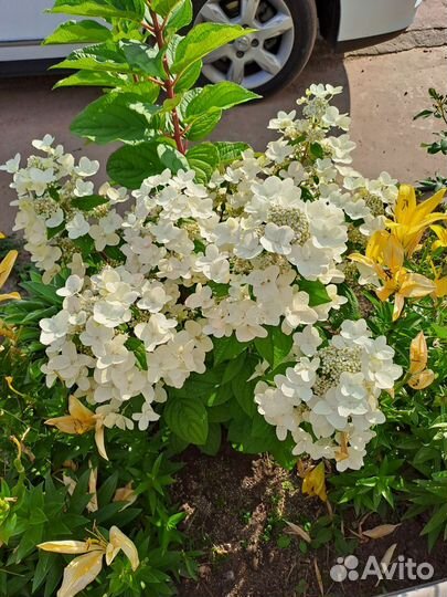 Гортензия саженцы метельчатая