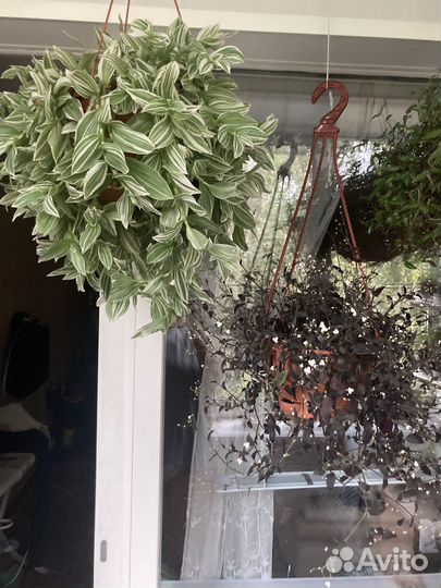 Традесканция