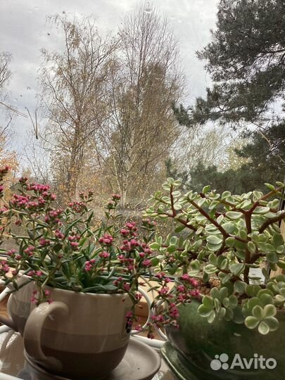 Комнатные растения