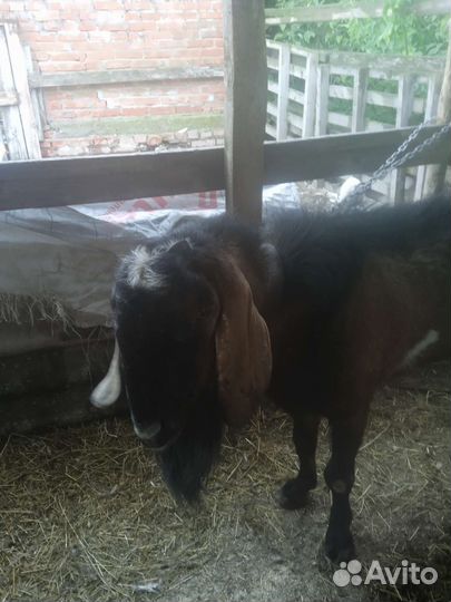 Коза нубийская