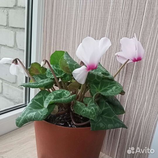 Цикламен персидский, цветущий