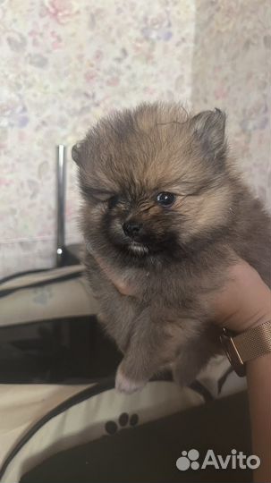 Померанский шпиц