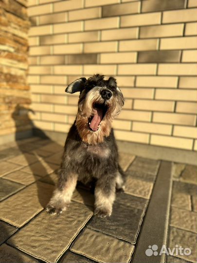 Цверг шнауцер