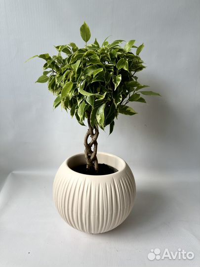 Фикус бенджамина с плетеным стволом