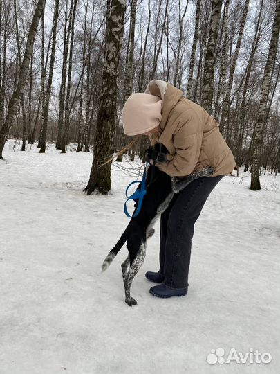 Отис ищет дом