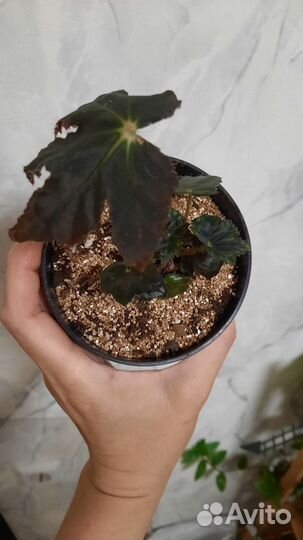 Бегония черный бархат