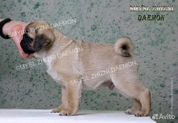 Щенок мопса