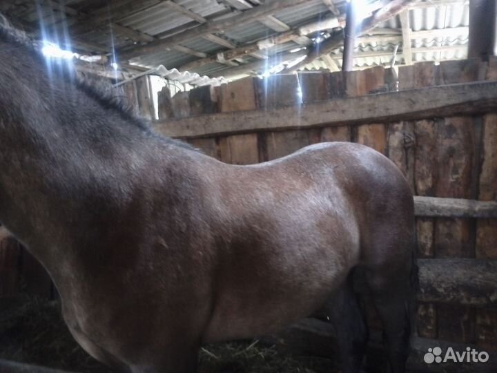 Лошадь жеребчик