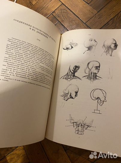 Анатомия для художников