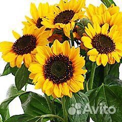 Подсолнухи оптом