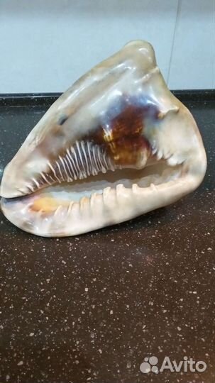 Большая морская раковина