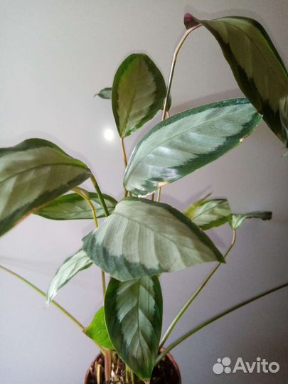 Бегония кейн