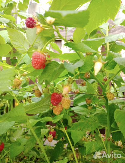 Саженцы малины сорт Колокольчик