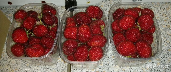 Клубника Рубин саженцы