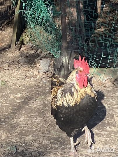 Петух породистый