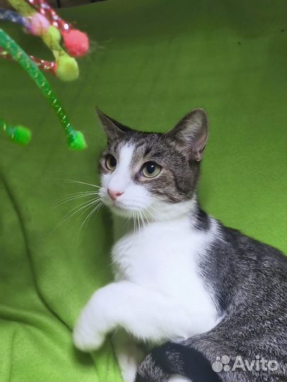 Котик в добрые руки к любимому хозяину