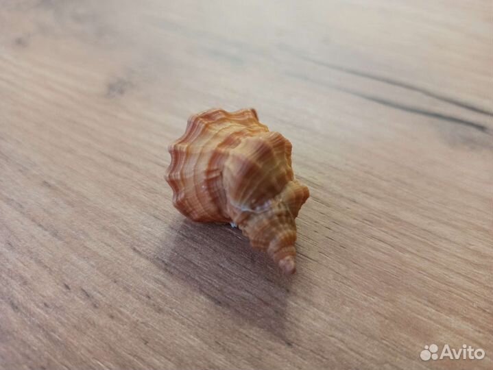 Морская раковина