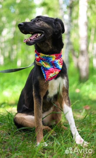 Милая собачка Гера ищет дом