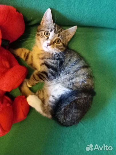 Котята-девочки в добрые руки