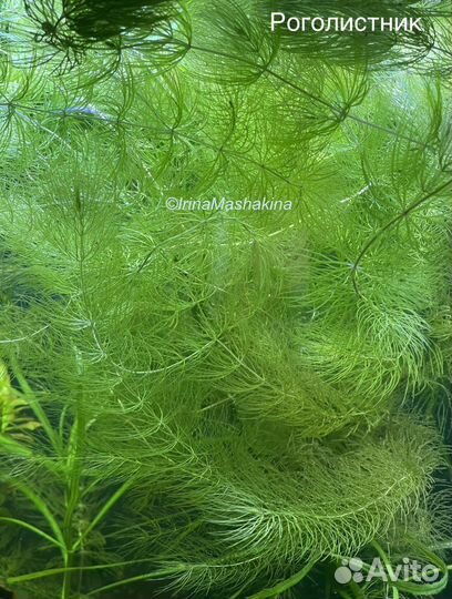 Аквариумные растения Роголистник