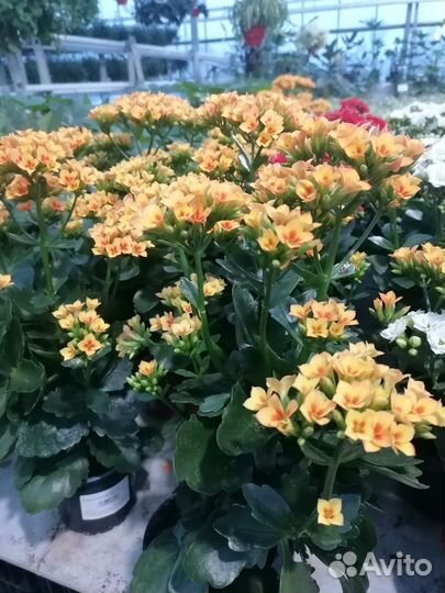 Каланхоэ цветущий