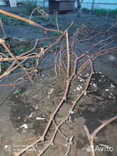Саженцы винограда