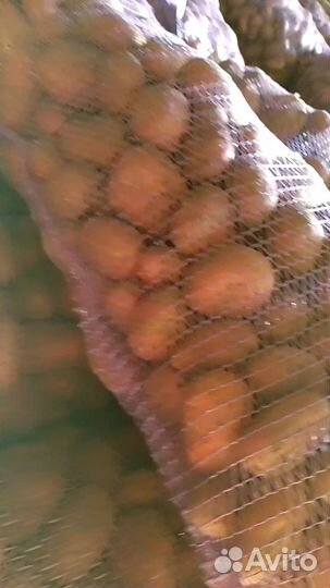 Продам картофель