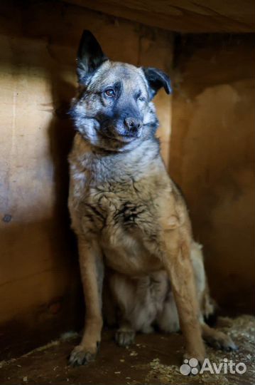 Прекрасная Джорджи