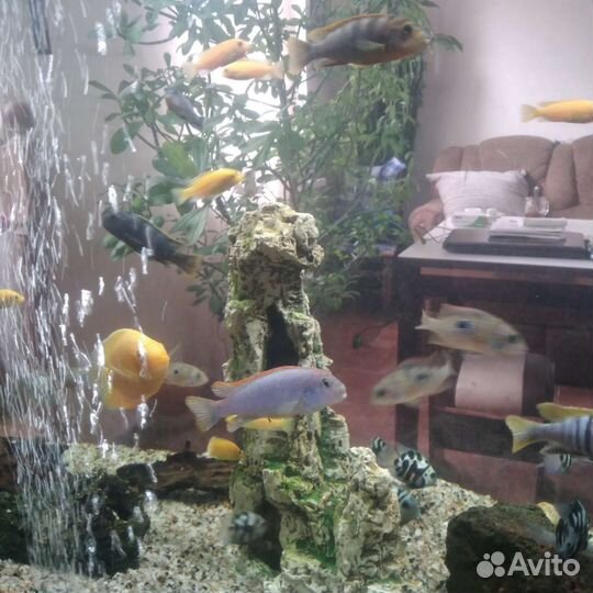 Аквариум