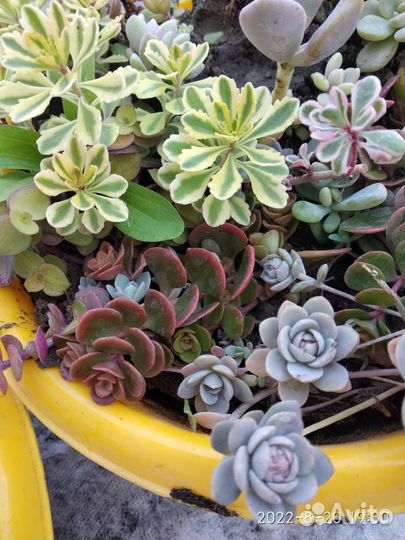 Суккуленты очень много