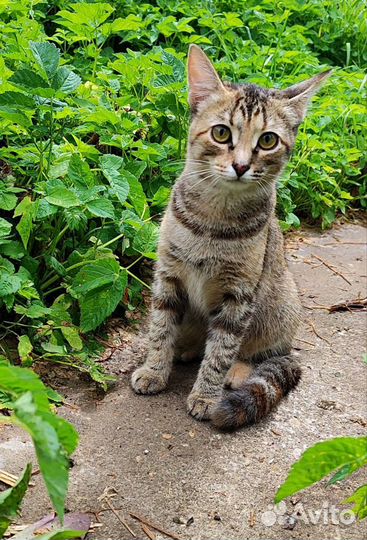 Трёхцветная кошка в дар