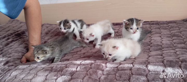 Котята в добрые руки