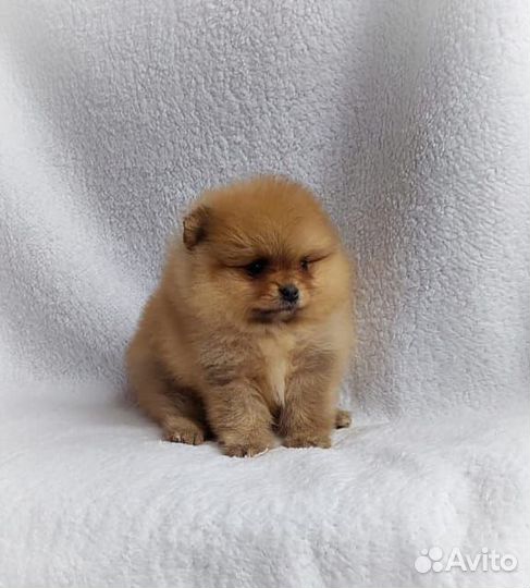 Две девочки мини шпиц померанец элита