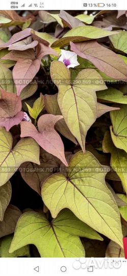 Ипомея батат