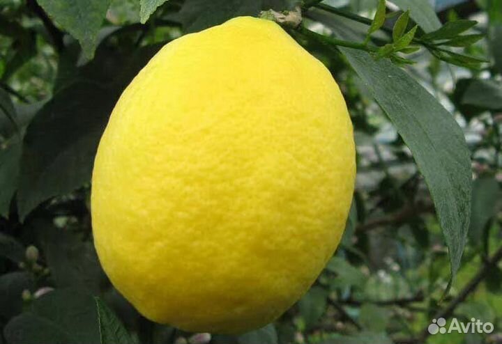 Саженцы лимона
