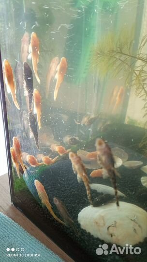 Сомики анцитрусы