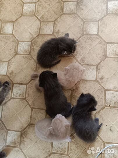 Британские котята