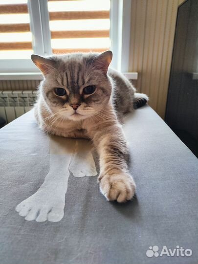 Кошачьи усы