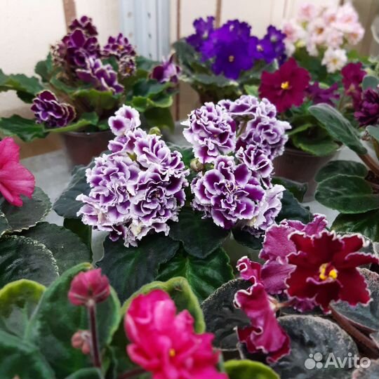 Выставка фиалок