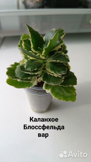 Каланхое Блоссфельда вар