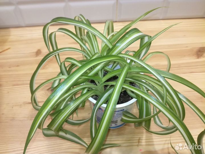 Хлорофитум 3 сорта