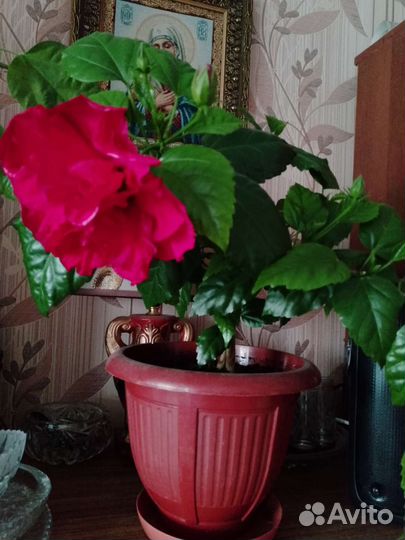 Гибискус китайская роза